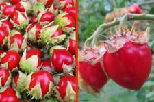 Pomodoro litchi pomodoro usato  Italia
