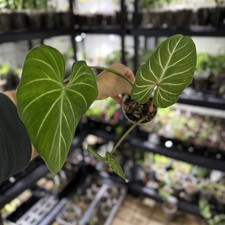 Philodendron gloriosum white gebraucht kaufen Philodendron gloriosum white gebraucht kaufen  Lengede