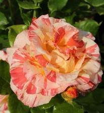 Malerrose alfred sisley gebraucht kaufen  Bad Zwischenahn