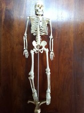 85cm human skeleton for sale  LONDON