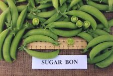 Sugar snap pea for sale  SALISBURY