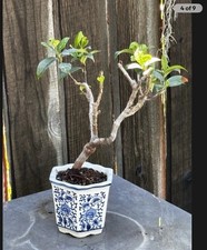 Star jasmine bonsai for sale  Brentwood