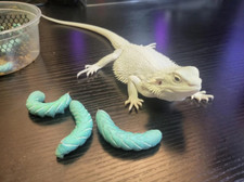 Live hornworms reptile for sale  Daytona Beach