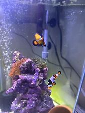 Premium picasso clownfish for sale  San Juan Capistrano