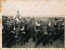 1934 latina buttero usato  Cremona