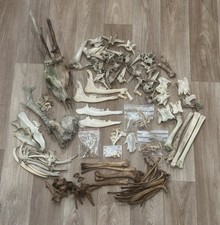 Huge skull bone for sale  ALDERSHOT