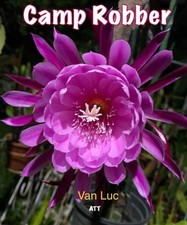 Epiphyllum camp robber d'occasion  Châtenay-Malabry