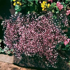 Lot graines gypsophile d'occasion  Chazelles