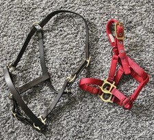 Premier leather yearling for sale  Shelby