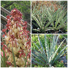 Semi yucca torreyi usato  Nizza di Sicilia
