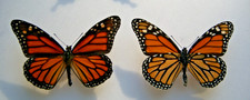 Monarch butterflies bred for sale Monarch butterflies bred for sale  LIVERPOOL