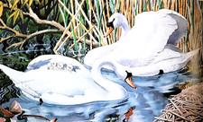 Mute swans family for sale  NELSON