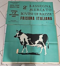 bovini usato bovini usato Viterbo