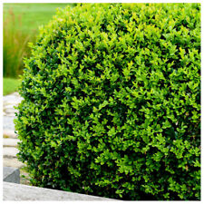 Common box buxus for sale  NEWTOWNARDS