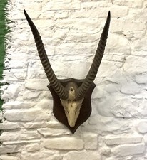 Antique original mounted for sale  CRICKHOWELL