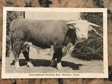 Vintage thoroughbred hereford for sale  Jacksonville