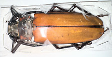 Cerambycidae callipogon armill for sale  Shipping to United States