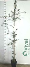 quercia sughero pianta usato  Altamura