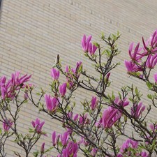 Magnolia susan dwarf for sale  SOUTHAMPTON