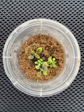 Sinningia muscicola for sale  BEDFORD