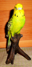 budgies birds for sale budgies birds for sale WITNEY