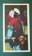Red blue macaw for sale  DERBY