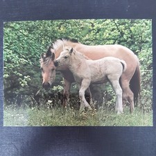 Pferdepostkarte pferd popp gebraucht kaufen  Beeskow