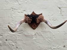Set bovine horns for sale  MARKET DRAYTON