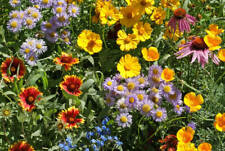 Bee wildflower mix for sale  Berwyn