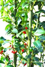 Stechpalme ilex heckenfee gebraucht kaufen  Uplengen