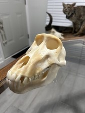 Female baboon skull for sale  Mount Pleasant