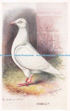 R733353 cumulet feathered for sale  WARLINGHAM