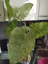 Alocasia macrorrhiza splah gebraucht kaufen  Datteln