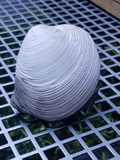 Fossilien muschel sammlung gebraucht kaufen  Berlin