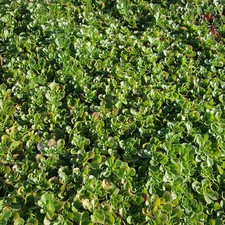 Sedum spurium album gebraucht kaufen  Deutschland
