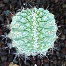 Strombocactus disciformis cres usato  Napoli
