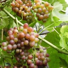 Bellarosso bunte weinrebe gebraucht kaufen  Detmold