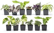 Live houseplants indoor for sale  Brentwood