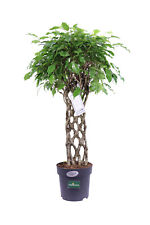 Pianta ficus benjamin usato  Santeramo in Colle