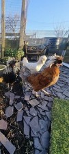 Pure polish eggs for sale  COLNE