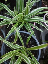 Lot spider plant for sale  Punta Gorda