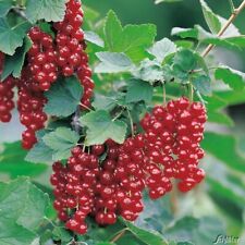 Johannisbeeren vielen sorten gebraucht kaufen  Elmshorn