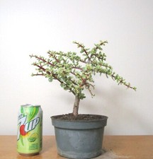 Variegated baby jade for sale  Garden Grove