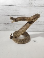 snake taxidermy for sale snake taxidermy for sale Racine
