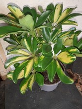 Umbrella plant schefflera for sale  SWINDON