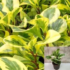 Peperomia obtusifolia variegat for sale  Modesto