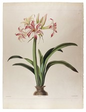 Usado, Priscilla BURY, Robert HAVELL / Amaryllis Superba 1831 comprar usado  Enviando para Brazil