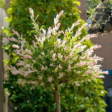 Salix flamingo willow for sale  LIVERPOOL