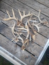 Whitetail deer cut for sale  Walhalla