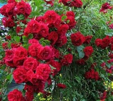 Rosa blaze inprove for sale  Milton Freewater